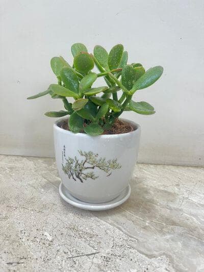 Crassula Plant In Ceramic Pot