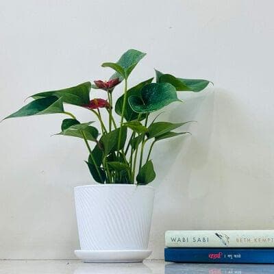 Anthurium Plant In Ceramic Pot Edition