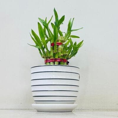 Lucky Bambo In Ceramic Pot