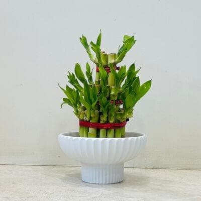 Lucky Bamboo In Ceramic Pot