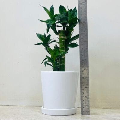 Lucky Bamboo In Ceramic Pot