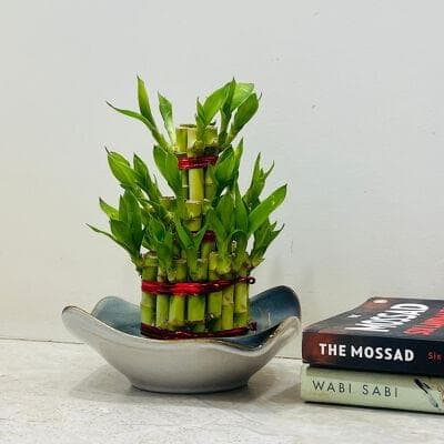 Lucky Bamboo In Ceramic Pot