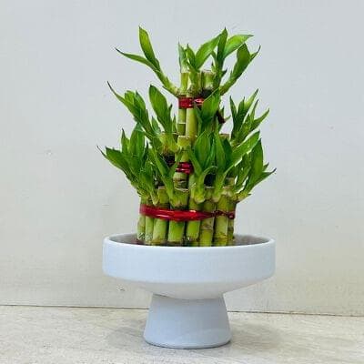 Lucky Bamboo In Ceramic Pot