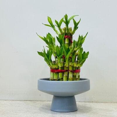 Lucky Bamboo In Ceramic Pot