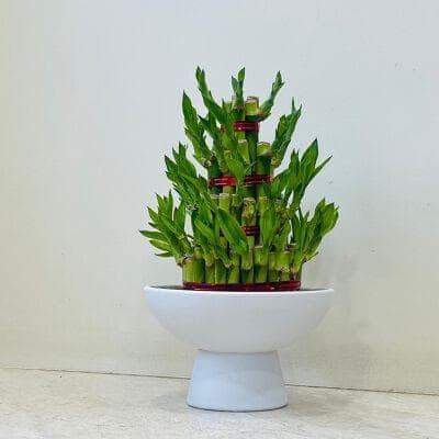 Lucky Bamboo Plant In Ceramic Pot