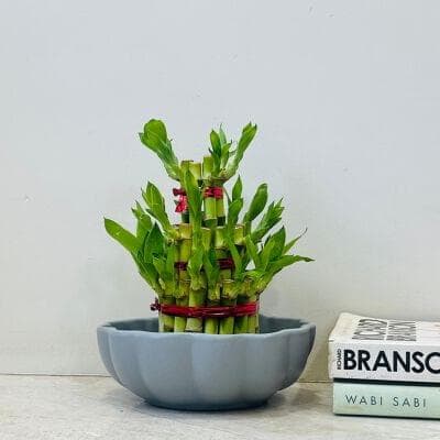 Lucky Bamboo In Ceramic Pot