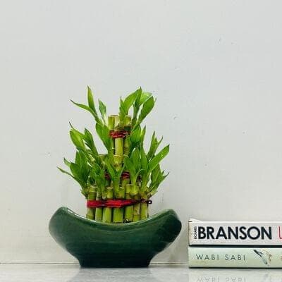 Lucky Bambo In Ceramic Pot