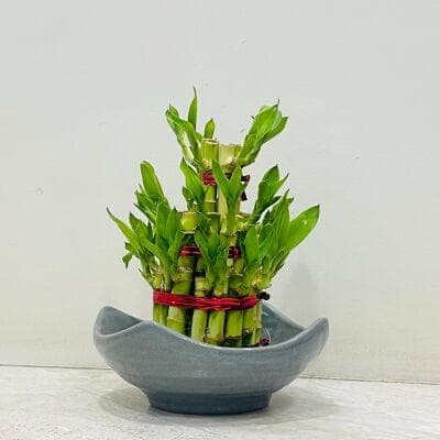 Lucky Bambo In Ceramic Pot