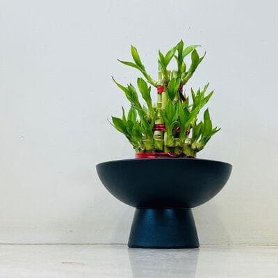 Lucky Bamboo In Ceramic Pot