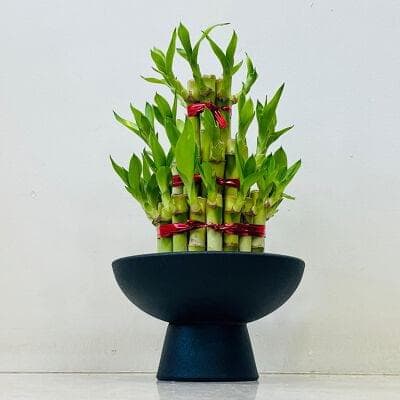 Lucky Bamboo In Ceramic Pot