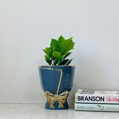 Zamia Plant In Ceramic Pot
