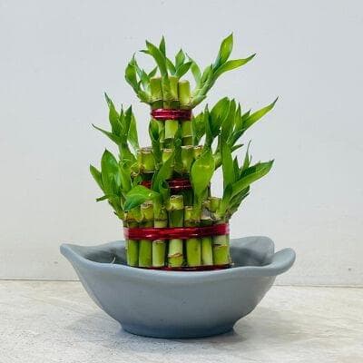 Lucky Bamoo In Ceramic Pot