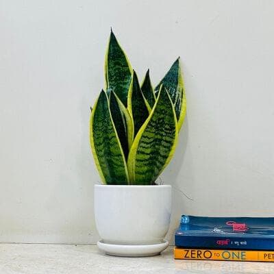 Snake Plant In Ceramic Pot