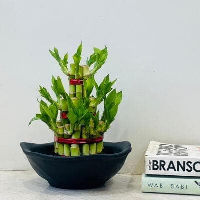 Lucky Bamboo In Ceramic Pot