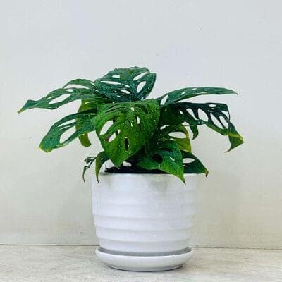 Monstera Plants In Ceramic Pot