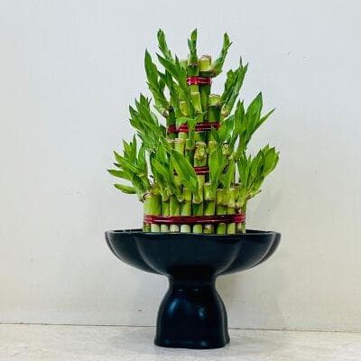 Lucky Bamboo In Ceramic Pot