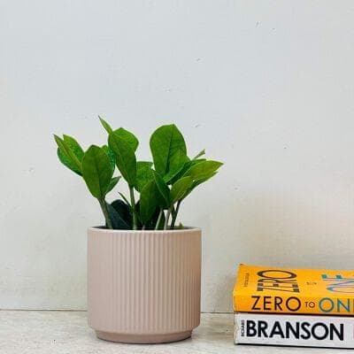Zamia Plant in Ceramic Pot