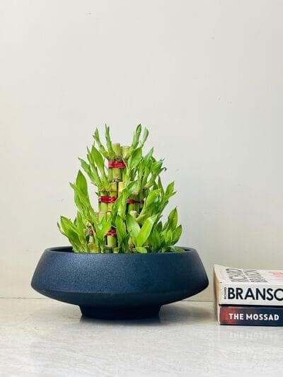 Lucky Bamboo In Ceramic Pot