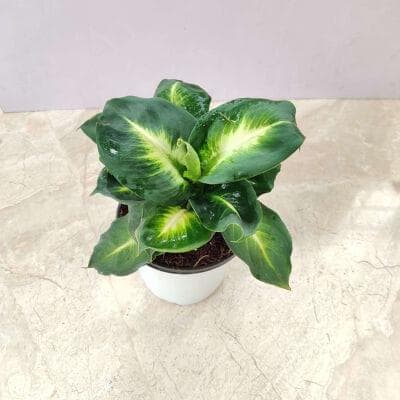 Dieffenbachia 'White Flame' 12 cm pot