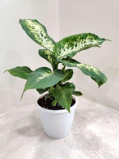 Dieffenbachia 'Amy' 12 cm pot