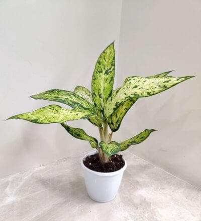 Dieffenbachia 'Star Bright' 12 cm pot