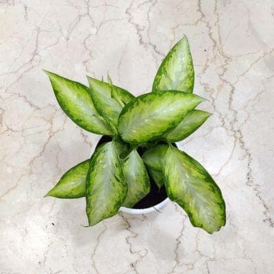 Dieffenbachia New 12 cm pot