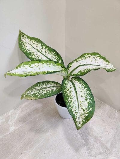 Dieffenbachia 'Delilah' 12 cm pot