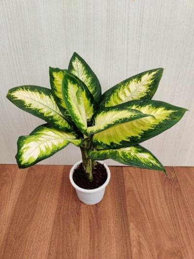 Dieffenbachia 'Camille' 12 cm pot
