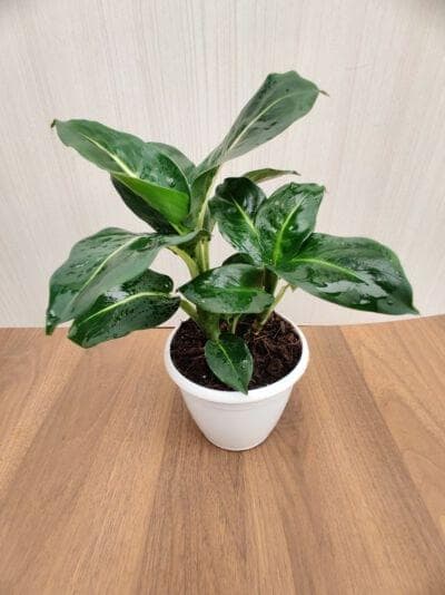 Dieffenbachia 'Green Magic' 12 cm pot