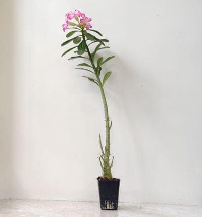 Adenium Flower Plant 8.5 cm pot