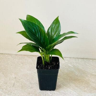 Spathiphyllum Crown Plant 8.5 cm pot