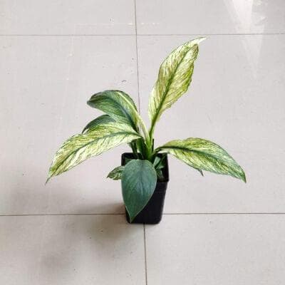 Spathiphyllum Variegated Plant 8.5 cm pot