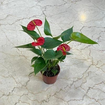 Anthurium Red Plants 8.5 cm pot