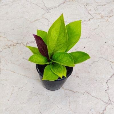 Anthurium Jenmanii Gold 12 cm pot
