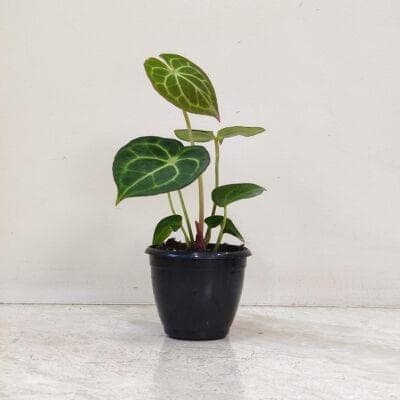 Anthurium Clarinervium Plant 8.5 cm pot
