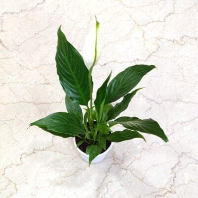 Spathiphyllum Plant 10 cm pot