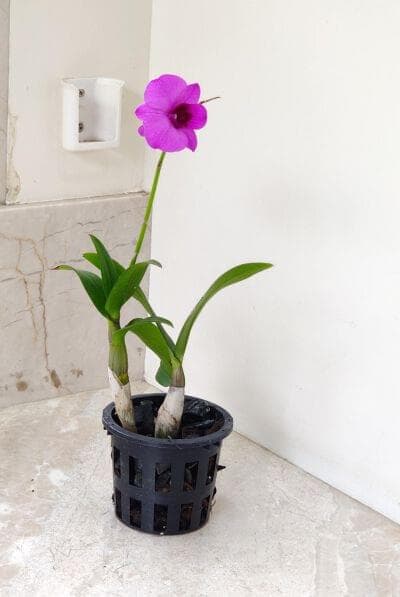Dendrobium Orchid 10 cm pot