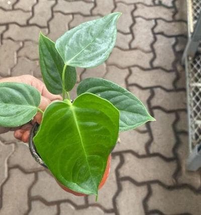 Anthurium Veitchii king 10 cm pot