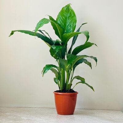Spathiphyllum Plant 12 cm pot