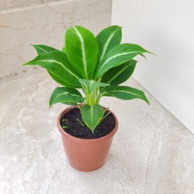 Spathiphyllum Silver Streak Plant 12 cm pot