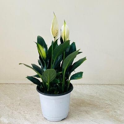 Spathiphyllum Crown 12 cm pot