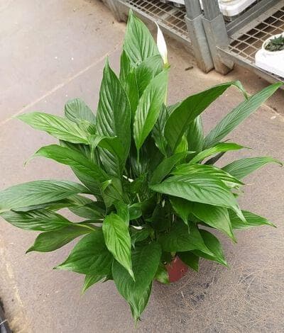 Spathiphyllum 12 cm pot