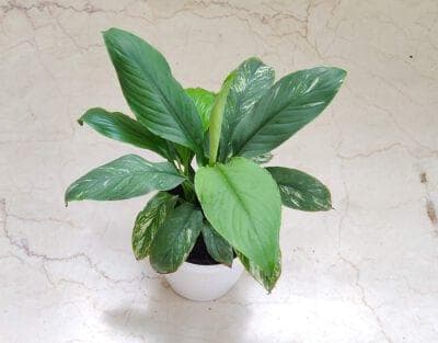 Spathiphyllum Jessica Plant 12 cm pot