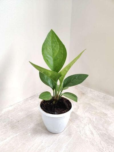 Anthurium Green Jenmani 12 cm pot