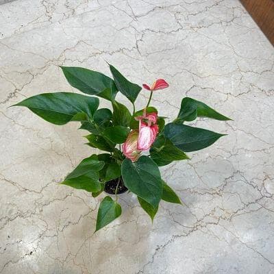 Anthurium Pink Plants 12 cm pot