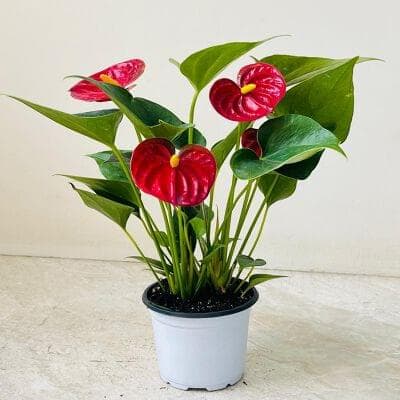 Anthurium Red 12 cm pot
