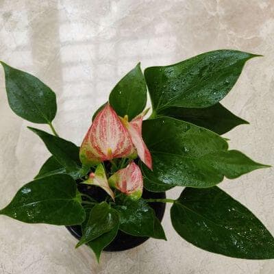 Anthurium Livium Red – Plant 12 cm pot