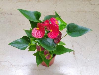 Anthurium Red Plant 12 cm pot