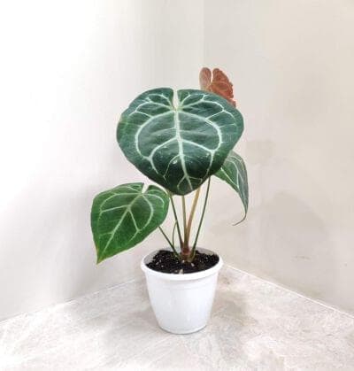 Anthurium Crystallinum Silver Plant 12 cm pot