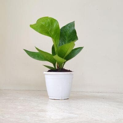 Anthurium Green Jenmani 14.5 cm pot